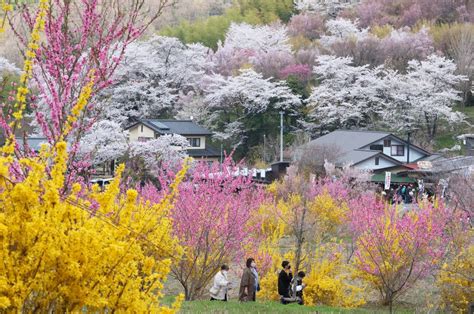 Fukushima Flower Festival: A Musical Spectacle Hosted by Fantastical Folklore Star Fumiko!